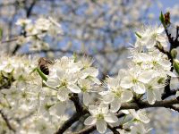 Schlehenblüte (Prunus spinosa)