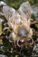 Honigbiene bei der Wasseraufnahme (Apis mellifera)
