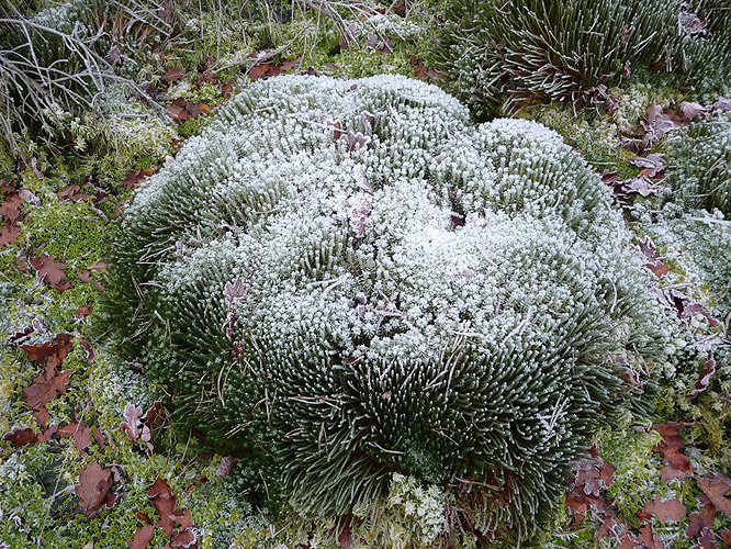 Torfmoos (Sphagnum palustre)