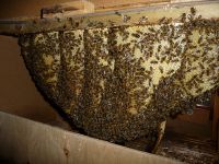 Bienenvolk im Eulenkasten (Apis mellifera)