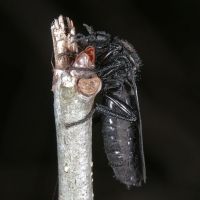Haarmücke (Bibio sp.)
