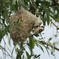 Beutelmeise am Nest (Remiz pendulinus)